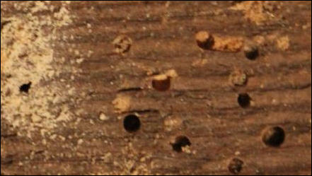 Woodworm in Canterbury