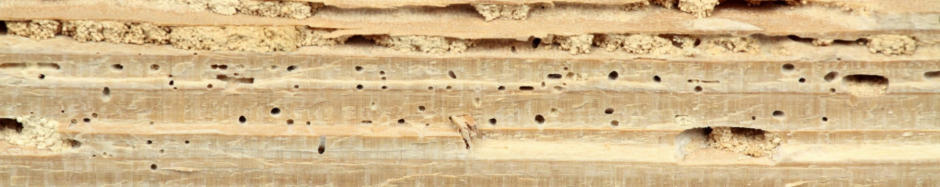 Woodworm Surveys in Ashford