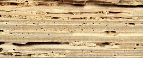 Woodworm Surveys in Ashford