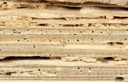 Woodworm Surveys in Ashford