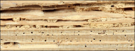 Woodworm and Dry Rot in Hastings, Tunbridge Wells, Canterbury, Rye and Maidstone.