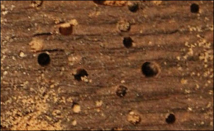 Woodworm Treatment in East Sussex