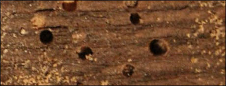 Woodworm Treatment in East Sussex