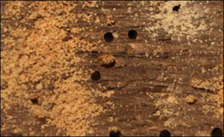 Woodworm in Hastings