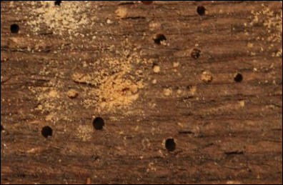 Woodworm in Ashford