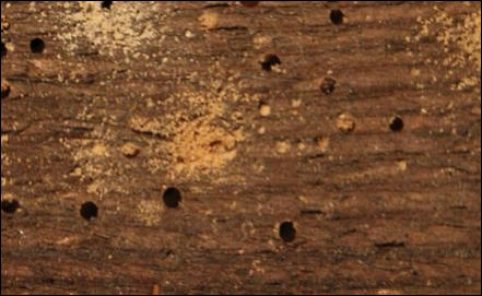 Woodworm in Ashford