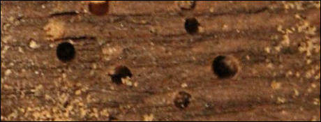 Woodworm in Canterbury