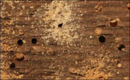 Woodworm in Rye