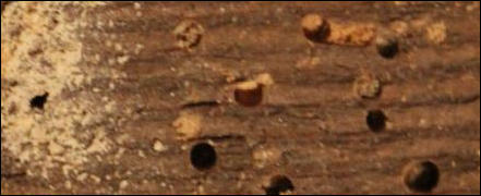 Woodworm in Canterbury