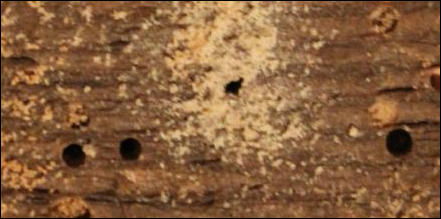 Woodworm Treatment in Maidstone