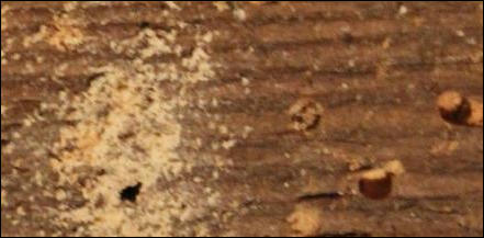 Woodworm in Folkestone