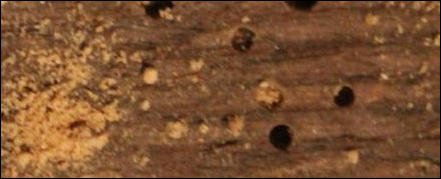 Woodworm in Hythe