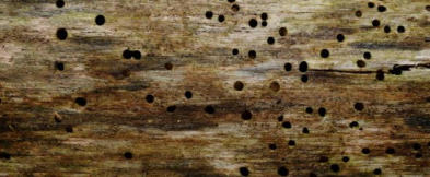 Woodworm Surveys in Canterbury