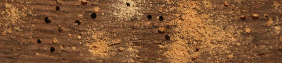 Woodworm Survey Tunbridge Wells