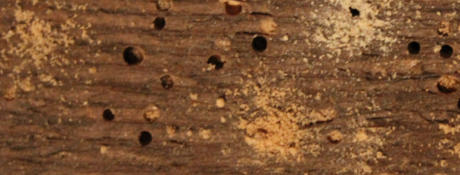 Woodworm Survey Tunbridge Wells