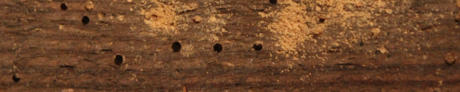 Woodworm Surveys in Hastings