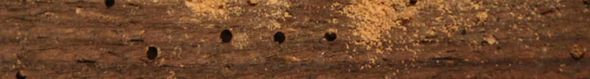 Woodworm Surveys in Hastings