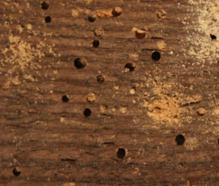 Woodworm Survey Canterbury