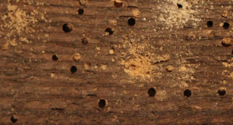 Woodworm Survey Canterbury