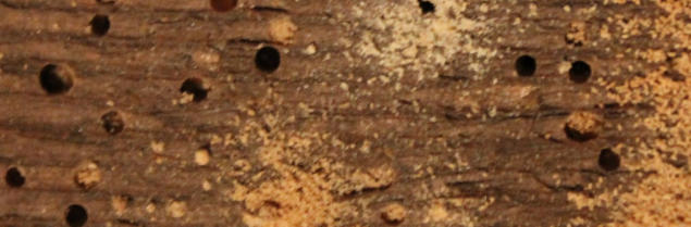 Woodworm Survey Canterbury