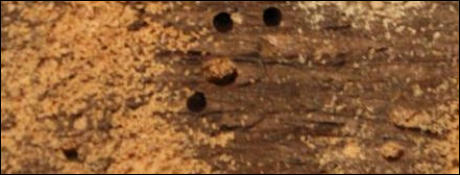 Woodworm in Hastings