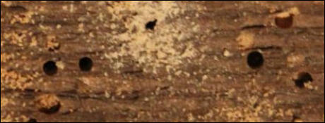 Woodworm in Rye