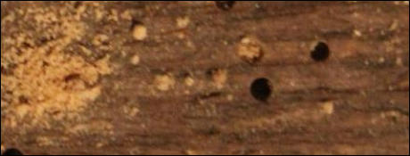 Woodworm in Hythe