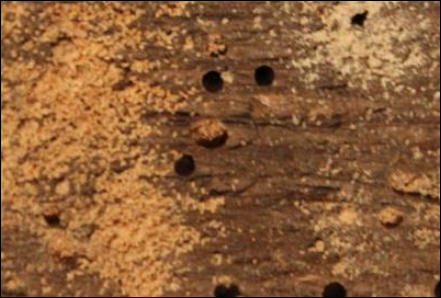 Woodworm in Hastings