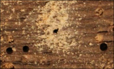 Woodworm Treatment in Maidstone