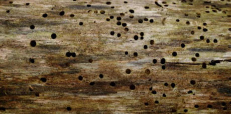 Woodworm Surveys in Canterbury
