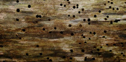 Woodworm Surveys in Canterbury